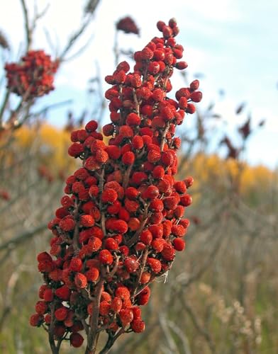 Aksoy Ground Sumac 1KG - Authentic Turkish Spice, Resealable Pouch for Freshness 10