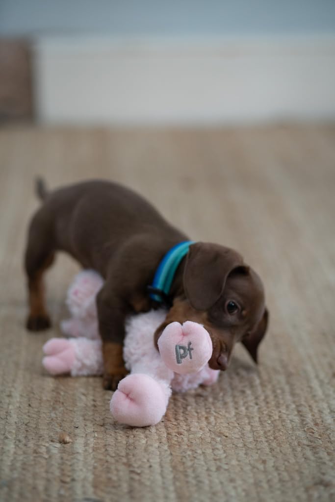 Petface Little Peony Pig Plush Dog Toy - Durable Design with Built-in Squeaker | Polyester 5