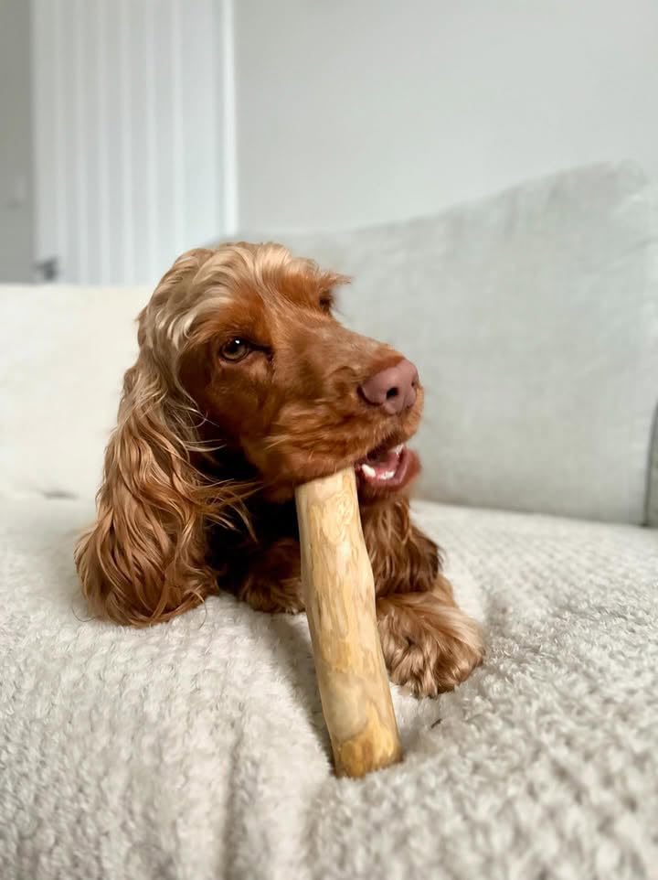 pet wiz Coffee Wood Dog Chew - Heavy Duty | Promotes Oral Hygiene | Large Size 3