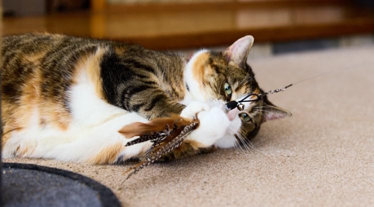 Petface Retractable Feather and Bell Wand Cat Toy - Interactive Teaser | Portable 4