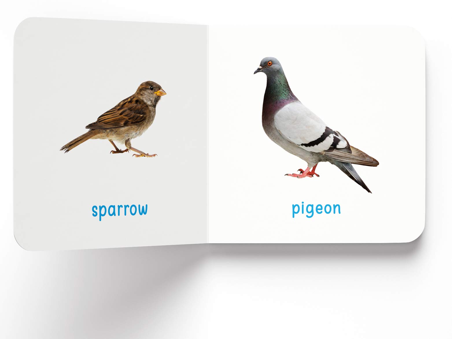 Wonder House My First Book Of Birds - First Board Book for Early Learning | English Language 5