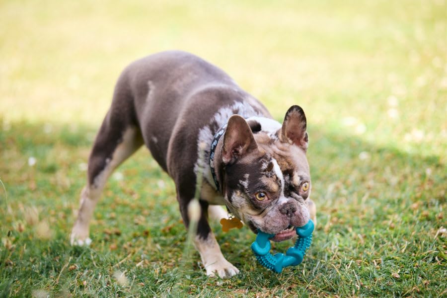 Petface Little Petface Rubber Ring Teething Chew Dog Toy for Puppies | Non-Toxic Rubber | Turquoise 7