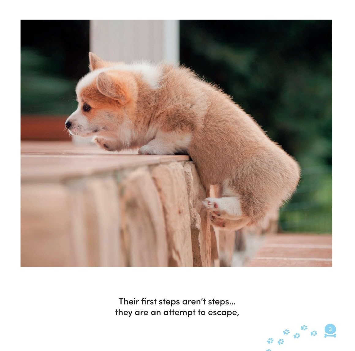 Jessica Kingsley Publishers All Dogs Have ADHD by Kathy Hoopmann | Hardcover 6