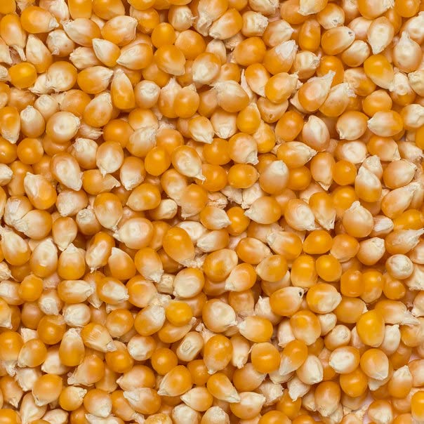 Wholefood Earth Organic Popping Corn Kernels - 1kg | GMO Free | Vegan | High Fibre 4