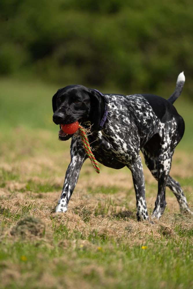 Petface Durable Chew and Bouncy Rope Ball for Dogs | Synthetic Material | Multicolour 5