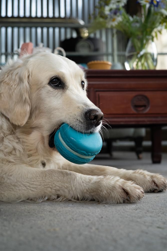 Petface Macaron Latex Dog Toy - Soft Chew | Built-in Squeaker | Blue 4
