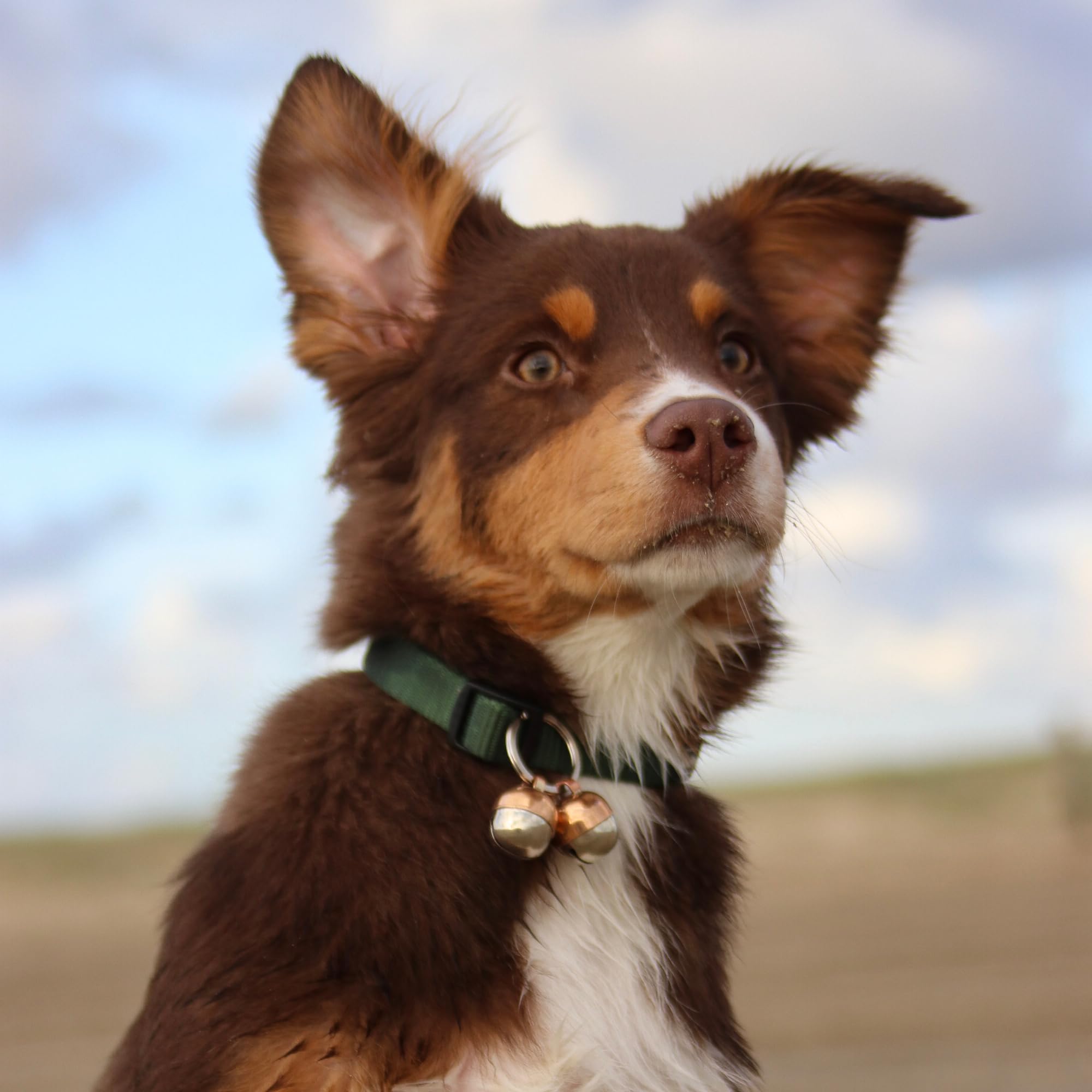 Beau's Bells Loud Copper Pet Bells - Wildlife Protection | Pet Tracking | Split Ring Clasp 3