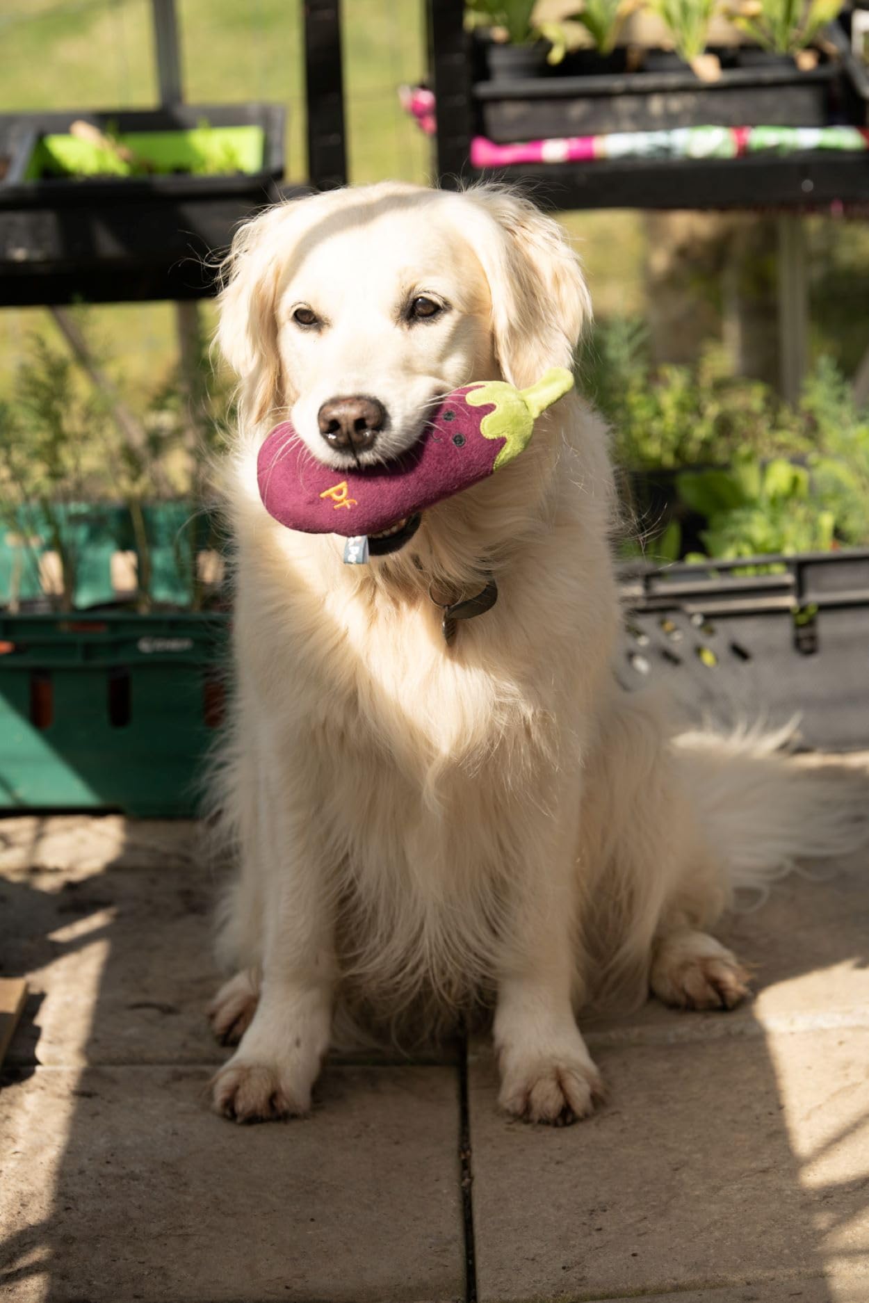 Petface Foodie Faces Aubergine Plush Dog Toy - Built-in Squeaker | Lightweight | Pack of 1 5