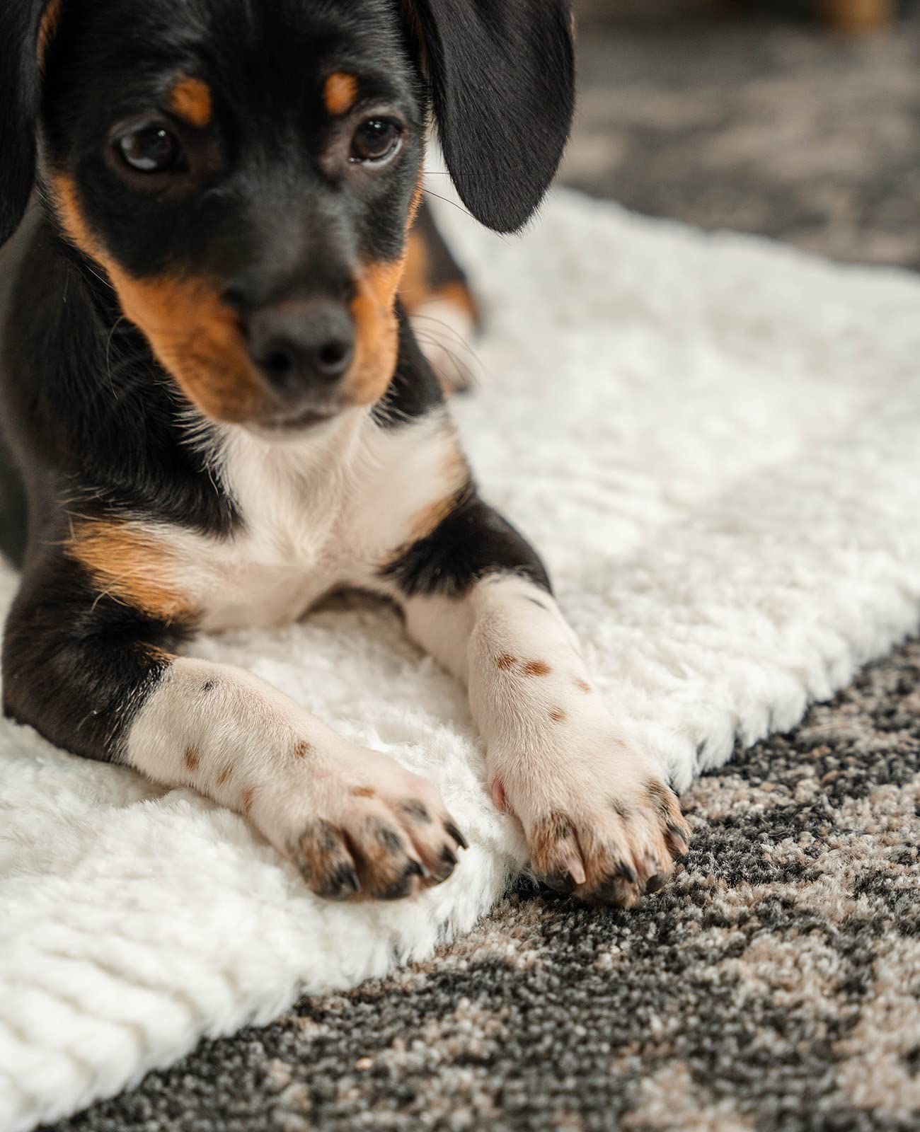 lionto Reversible Warming Pet Blanket - 4 cm Thick Padding | Grey | Dog & Cat 3
