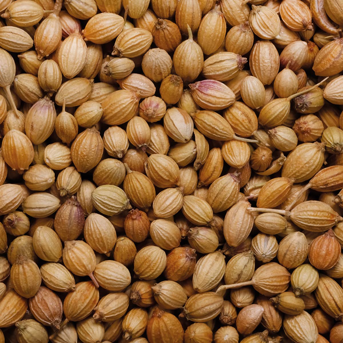 Rajah Whole Coriander Seeds - Expertly Sourced | 50g Pack | Vegetarian Approved 4