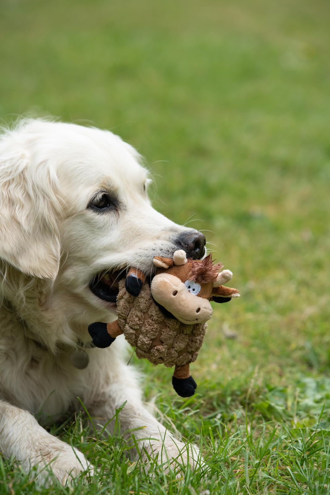 Petface Farmyard Buddies Chunky Cow Dog Toy | Small Size | Lightweight & Portable 4