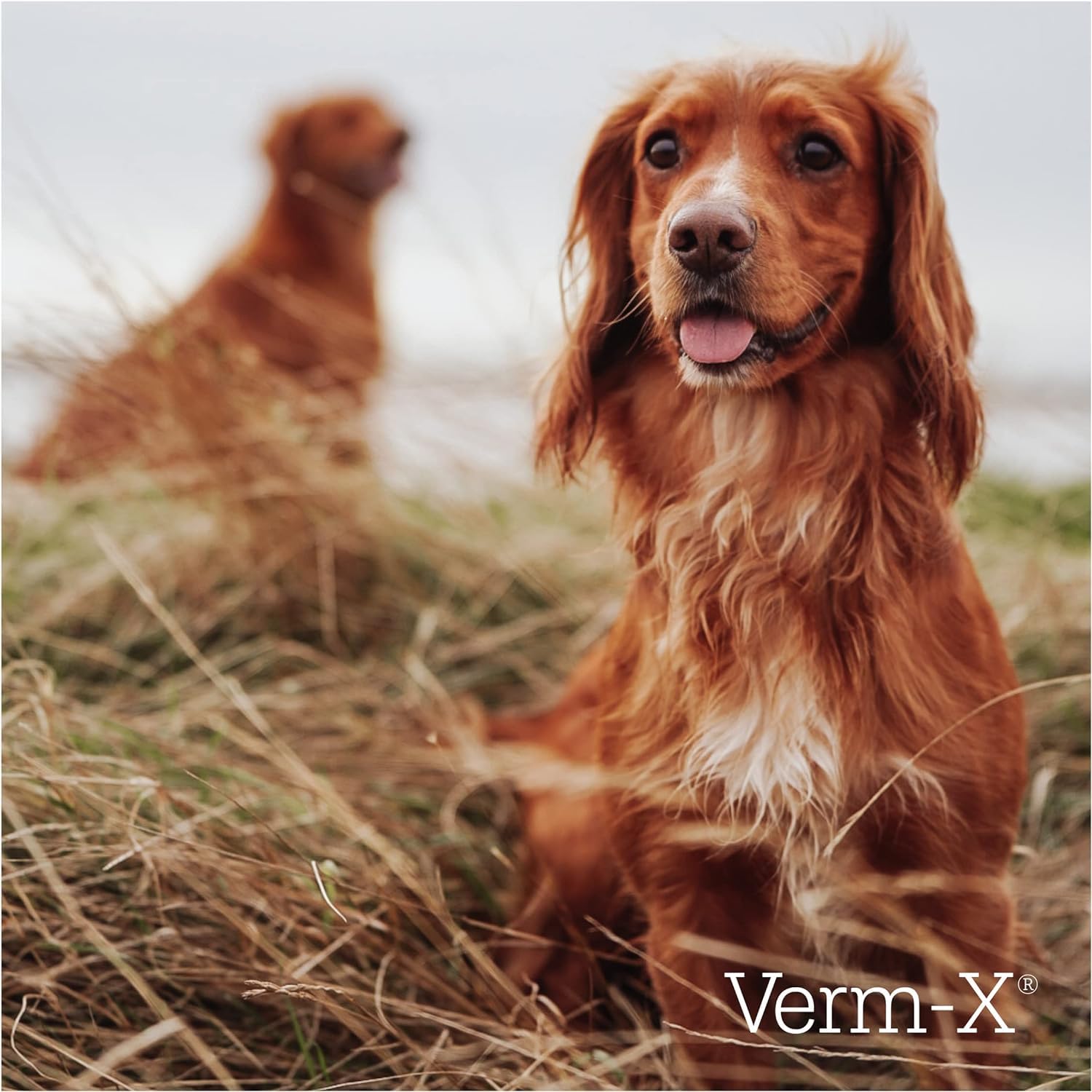 Verm-X All Natural Dog Treats - 650g Bag | Supports Intestinal Hygiene | Chicken Flavor 7