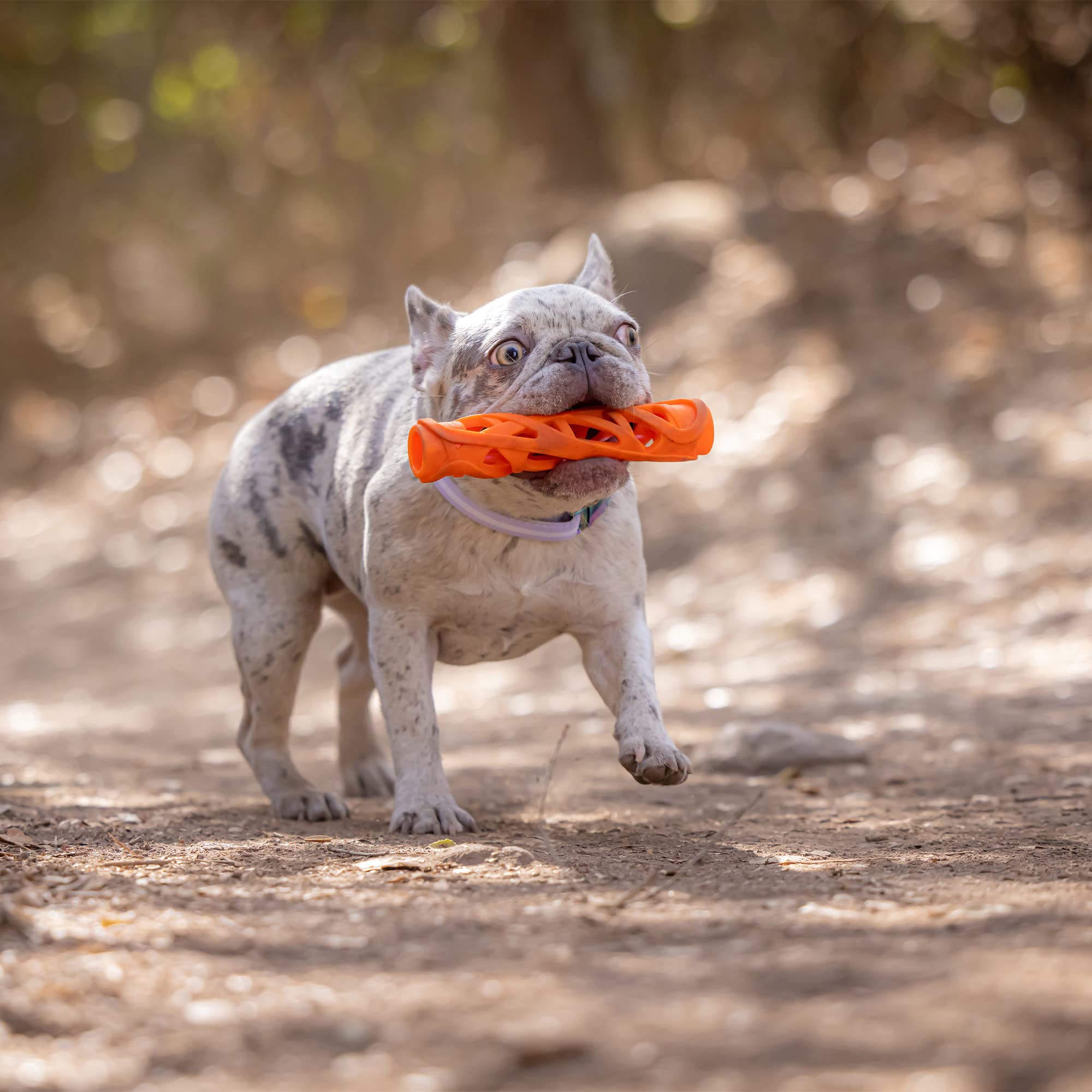 Chuckit! Breathe Right Stick Dog Toy - Large Size | Unique Airflow Design | Waterproof Fetch Toy 5