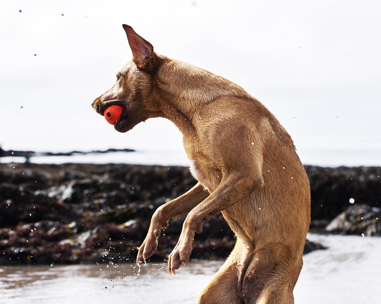 Chuckit! Fetch Ball Dog Toy - Durable Rubber, High Bounce | Medium Size, 2 Pack 4