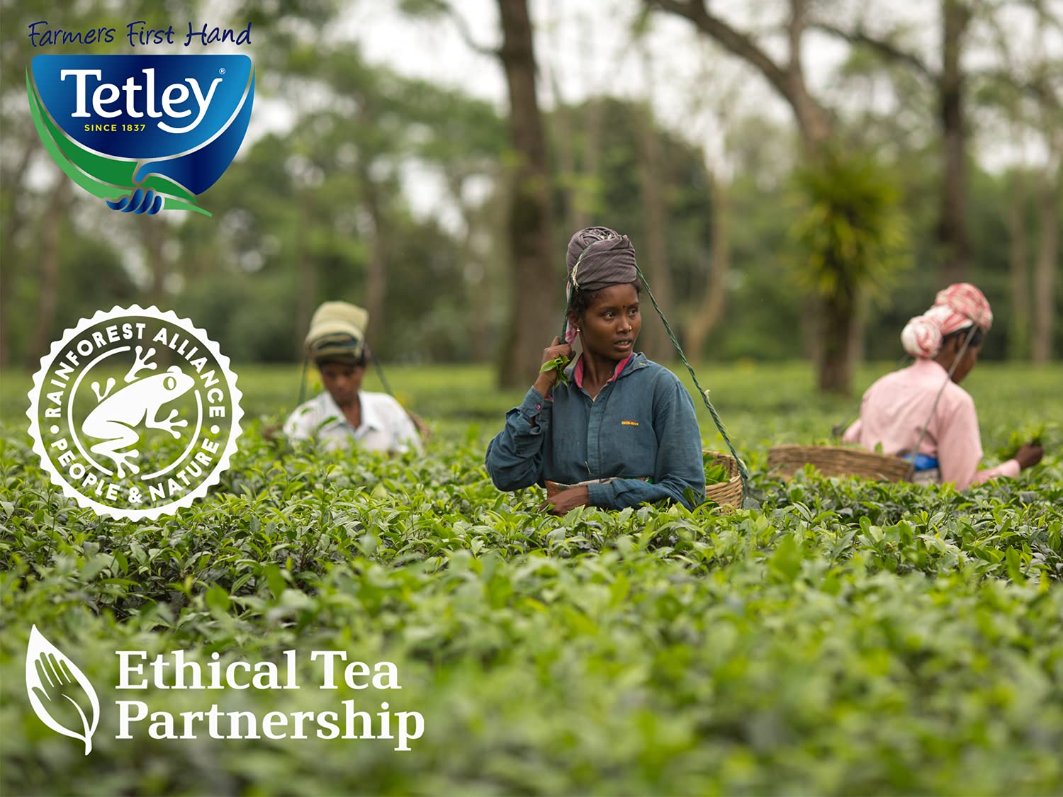 Tetley Raspberry & Pomegranate Tea - Caffeine-Free Herbal Blend | 150 Teabags (6x25) 6