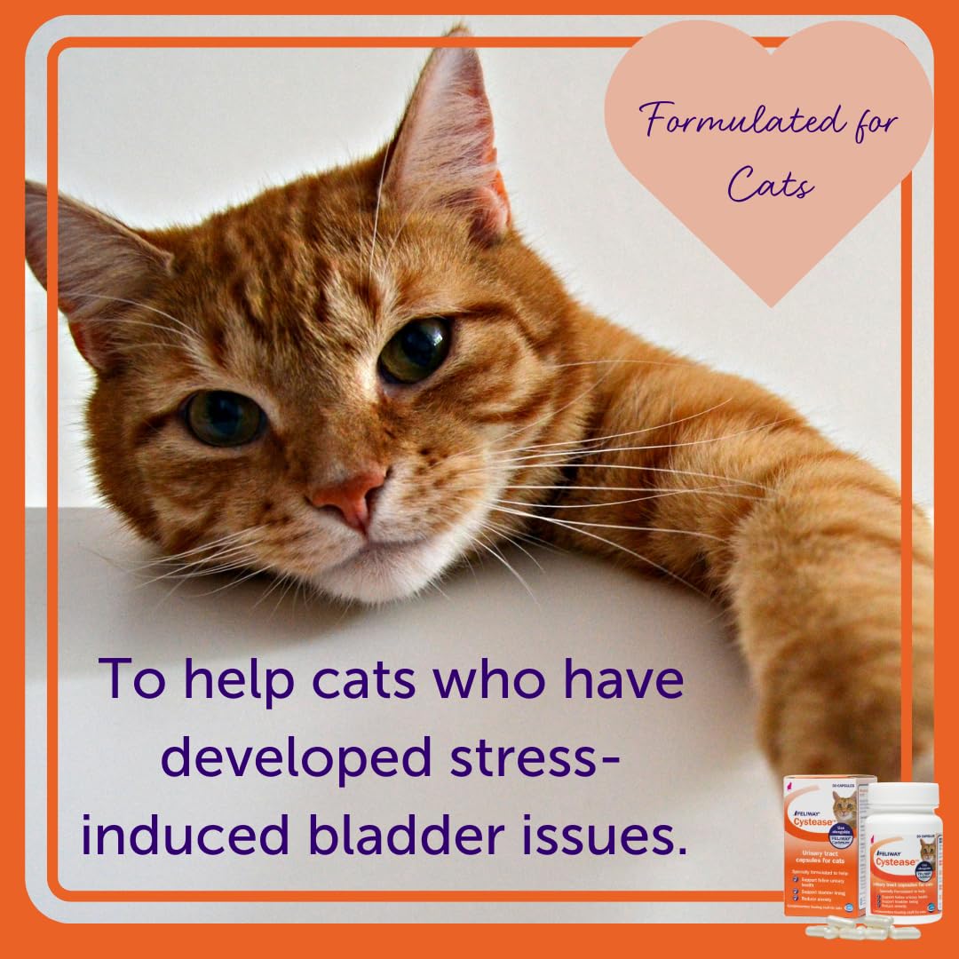Feliway Cystease - For Stress-Related Bladder Problems in Cats | 300 Capsules 7