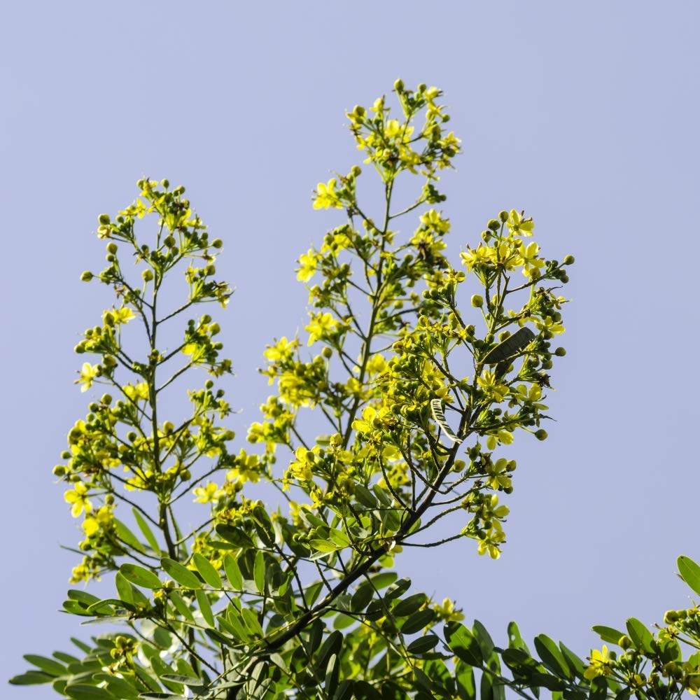 Health Embassy Senna Leaves Tea (Senna alexandrina) - Laxative Support | 50g Dried Herbal Tea 5