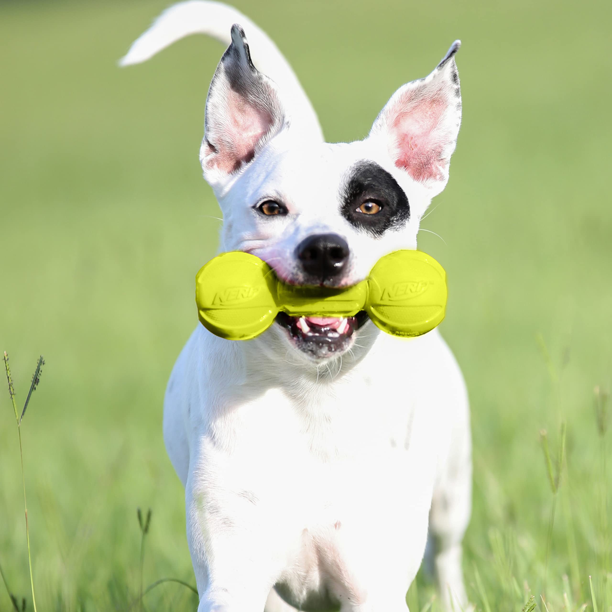 Nerf Dog Barbell Chew Toy - Durable Rubber for Fetch & Chewing | 7.5-Inch Medium Size