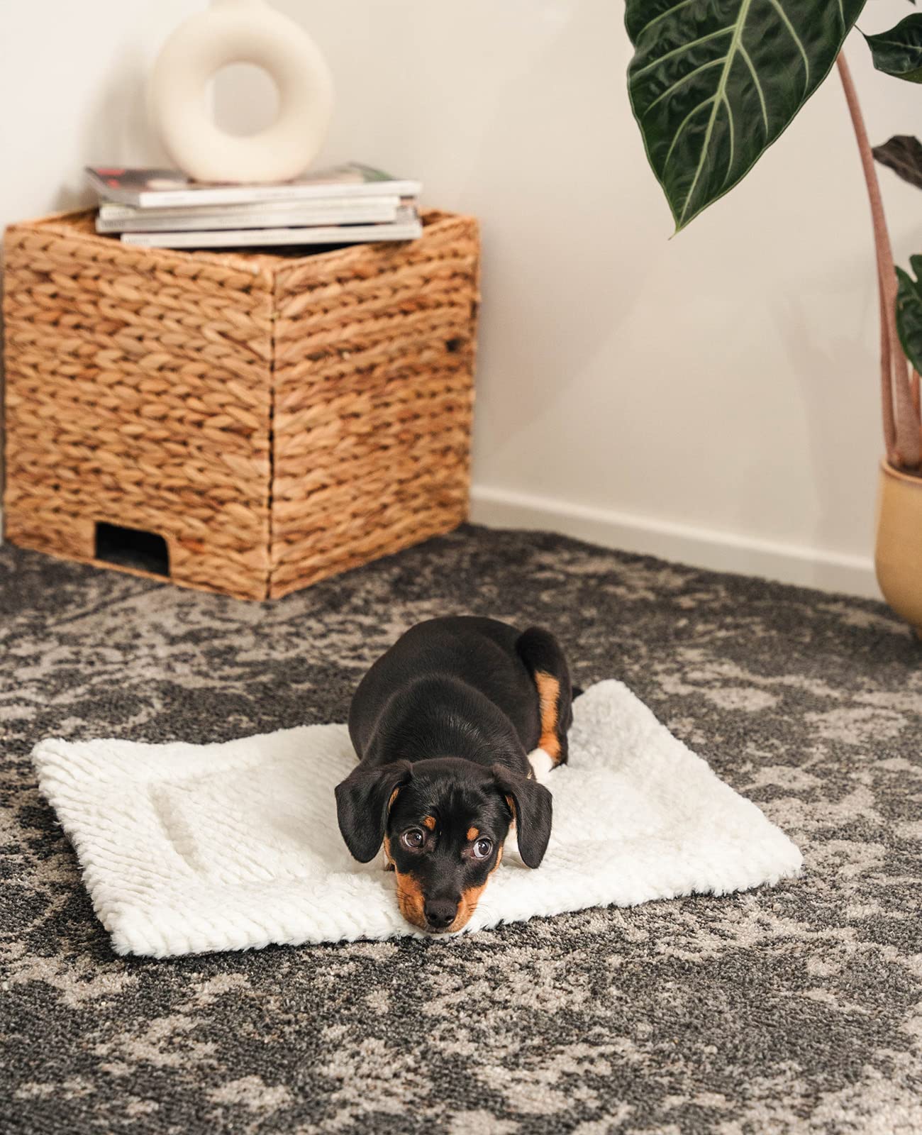 lionto Reversible Warming Pet Blanket - 4 cm Thick Padding | Grey | Dog & Cat