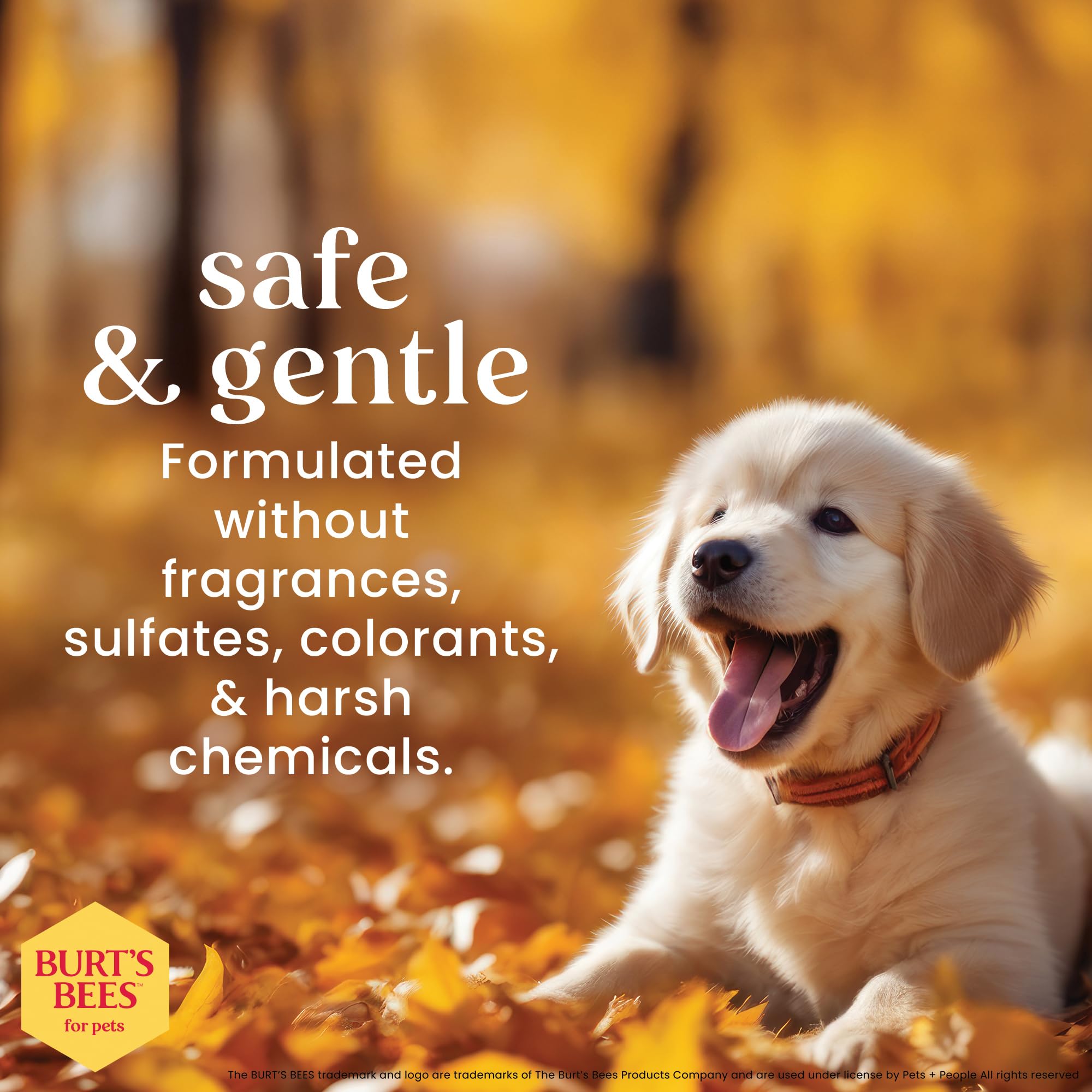 BURT'S BEES FOR PETS Tear Free Puppy Shampoo & Conditioner with Buttermilk | 473 ml 5