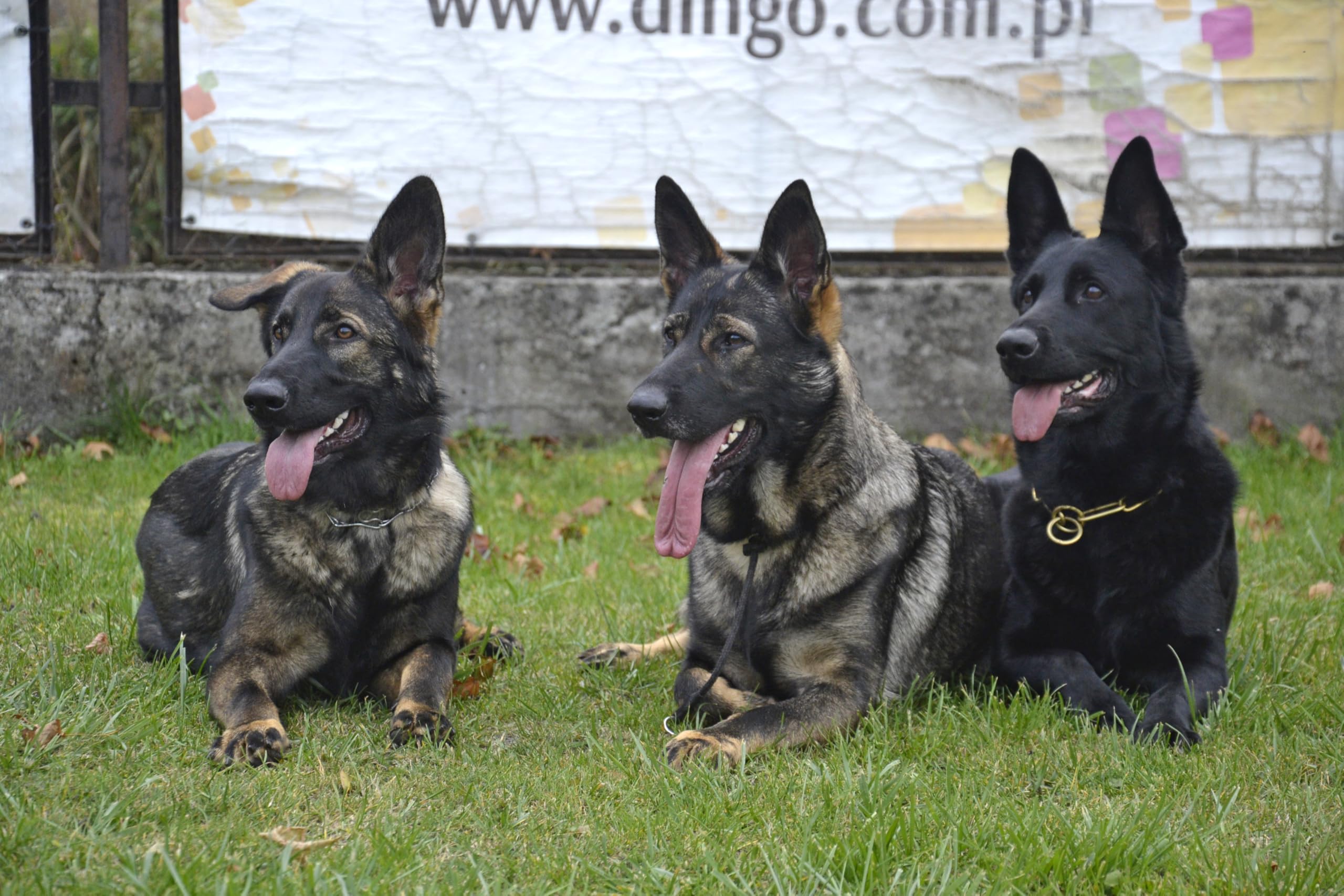 DINGO GEAR Choke Collar for Dog Training - Handmade Cord, Waterproof Black, Size M (50 cm) 5