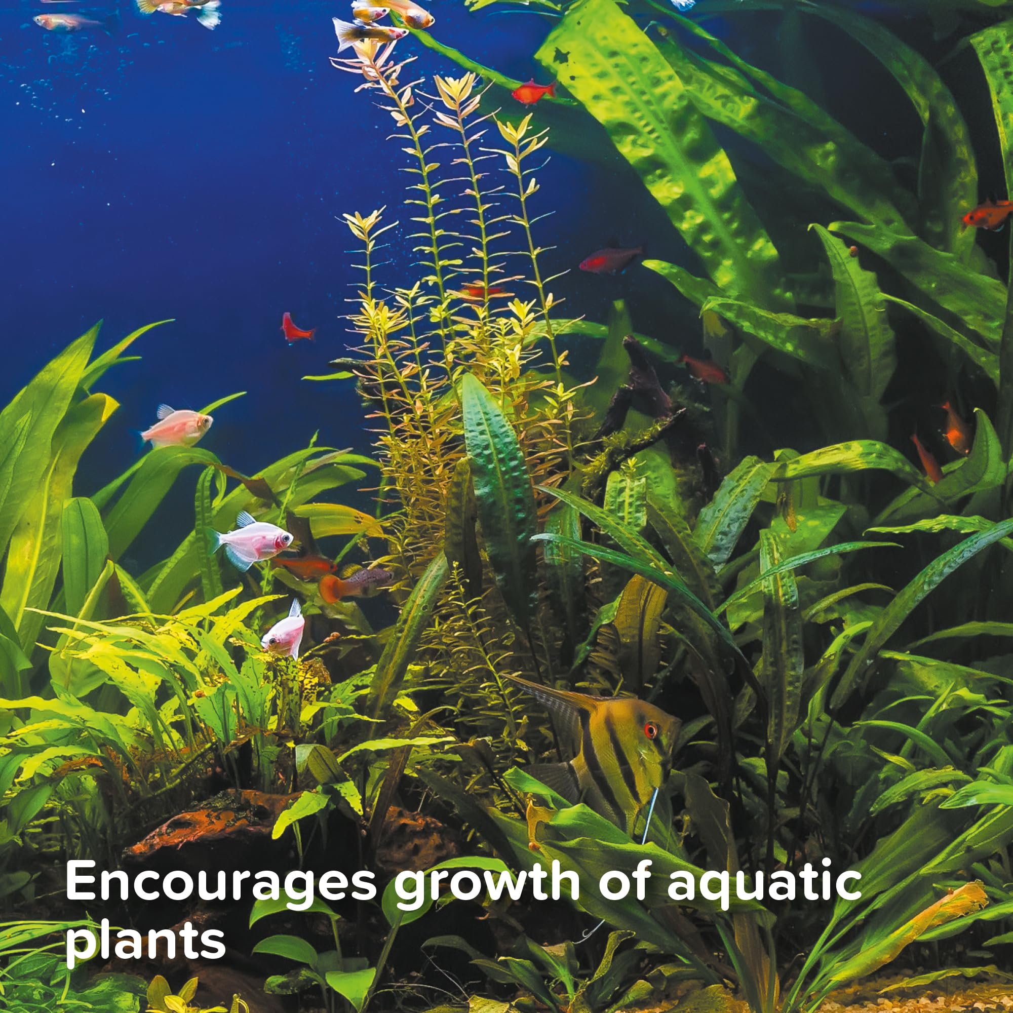 King British Aquatic Plant Food - Nutrient Rich Growth Booster | 100ml Liquid | No Nitrate/Phosphate 3