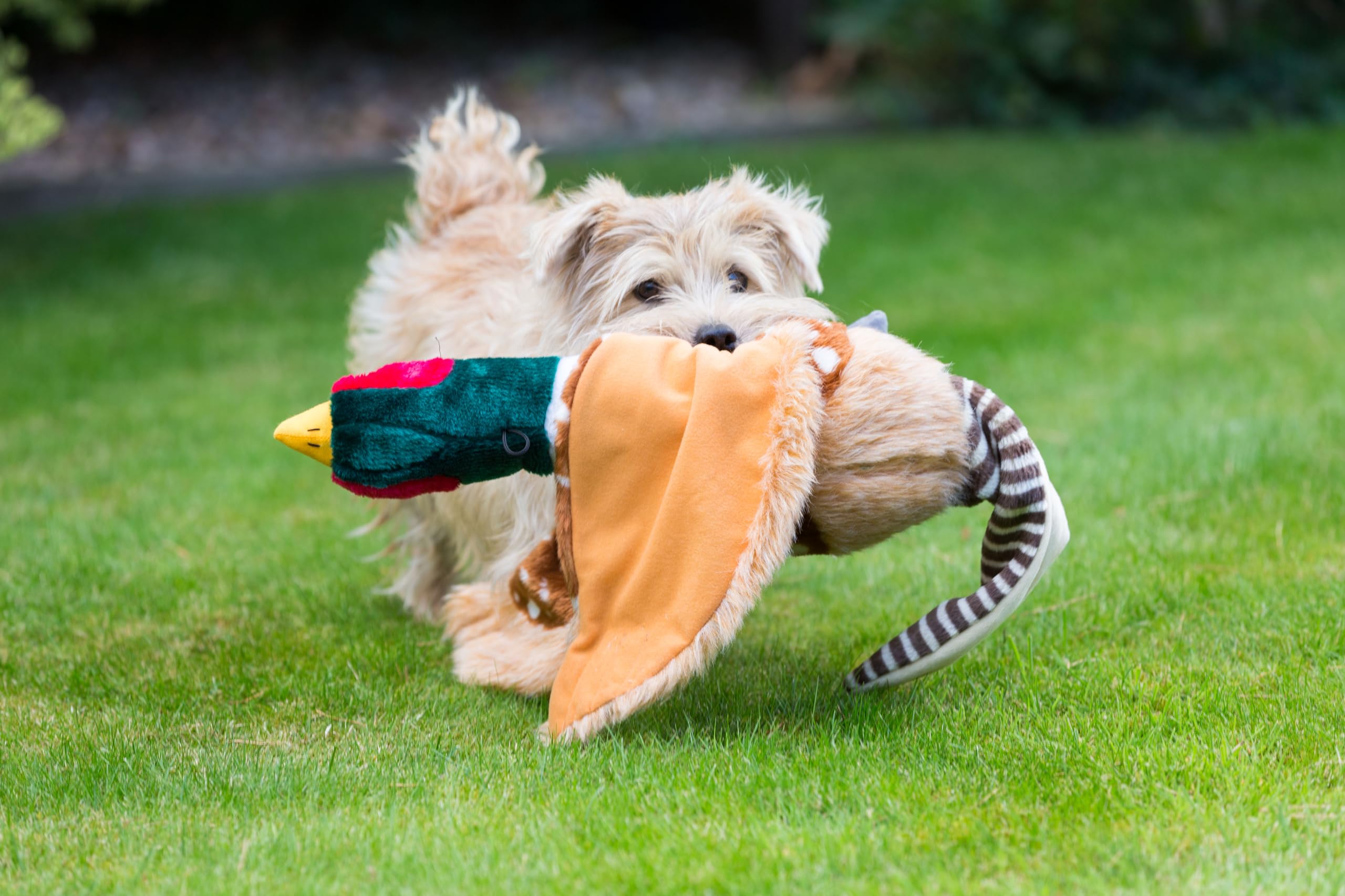 House of Paws Pheasant Plush Dog Toy - Large Size, Brown, Squeaker Included