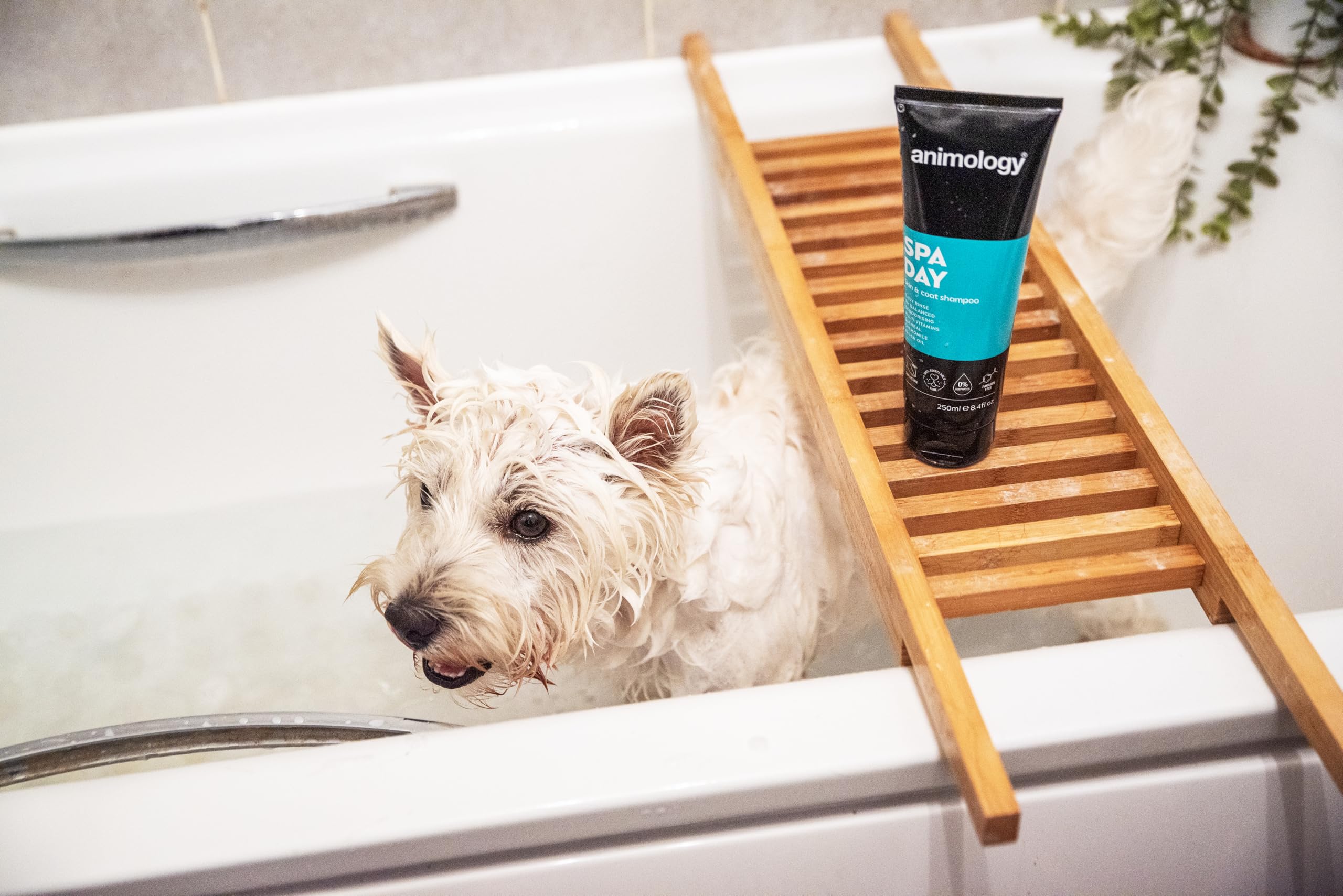 Animology Spa Day Dog Shampoo - 250ml | PH Balanced | Deodorising | Easy Rinse 3