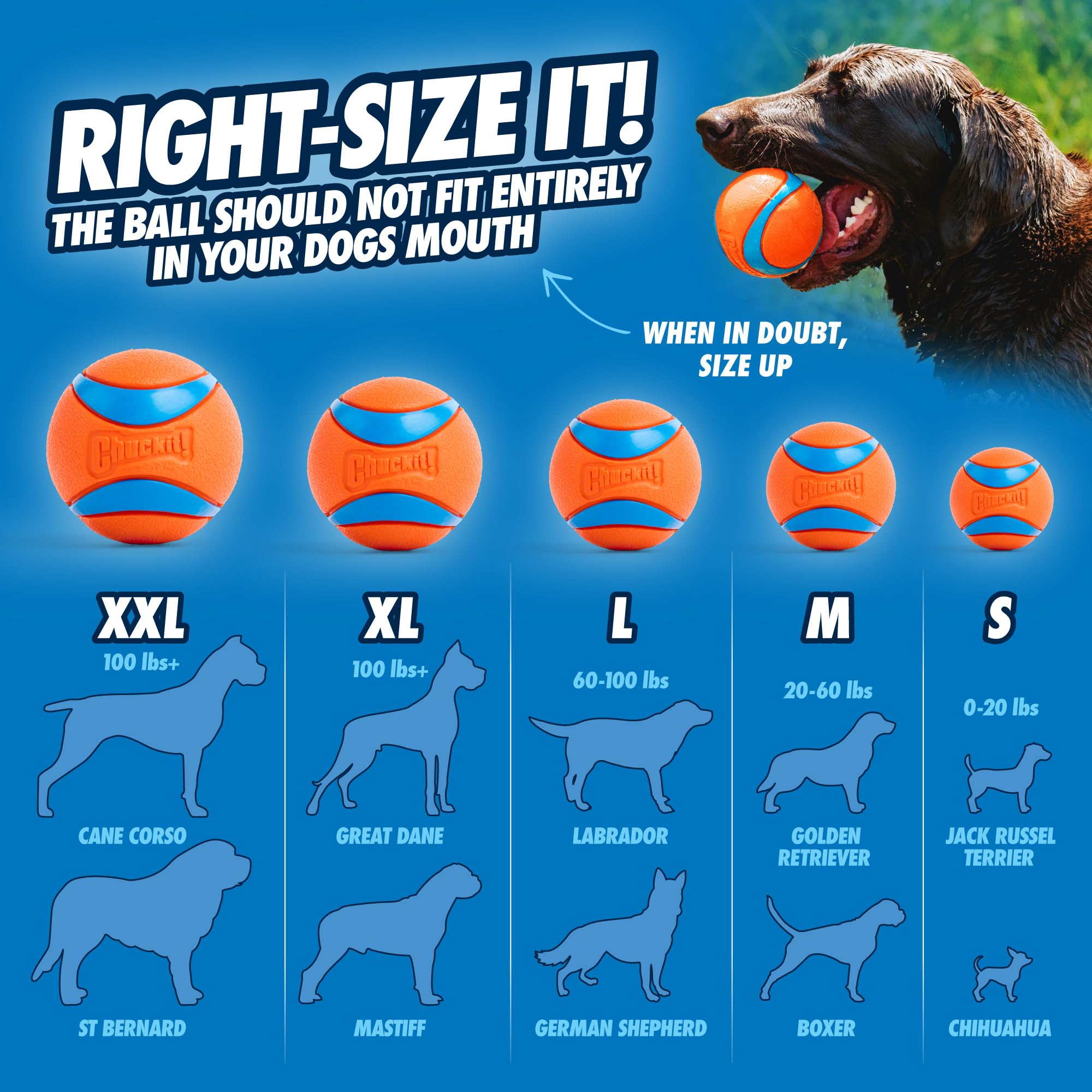 Chuckit! Ultra Ball - High Bounce Rubber Dog Toy for Fetch | Launcher Compatible | Medium Size | Blue/Orange 4
