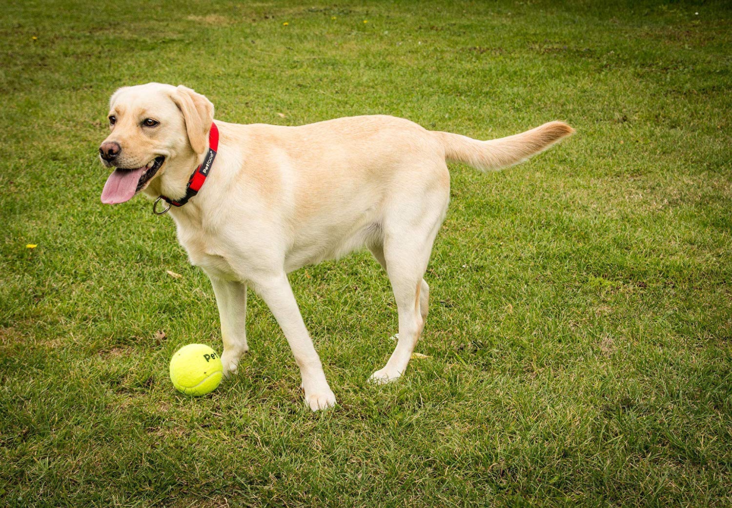 Petface Super Tennis Balls For Dogs - 12 Pack, Chew-Proof, Outdoor Exercise | Yellow 3
