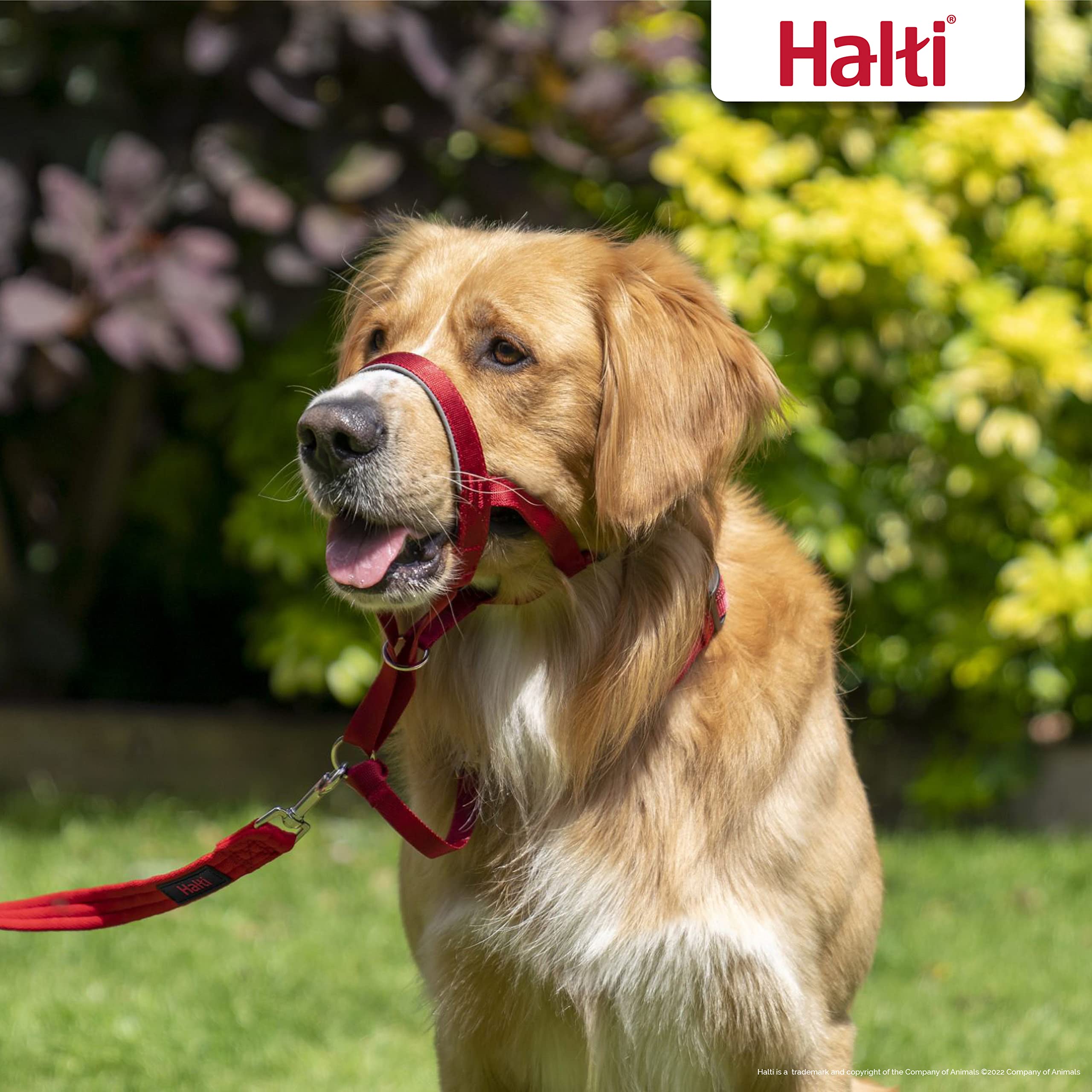 Halti Headcollar Size 4 Red - Stops Pulling | Padded Neoprene Nose Band | Reflective Accents 5