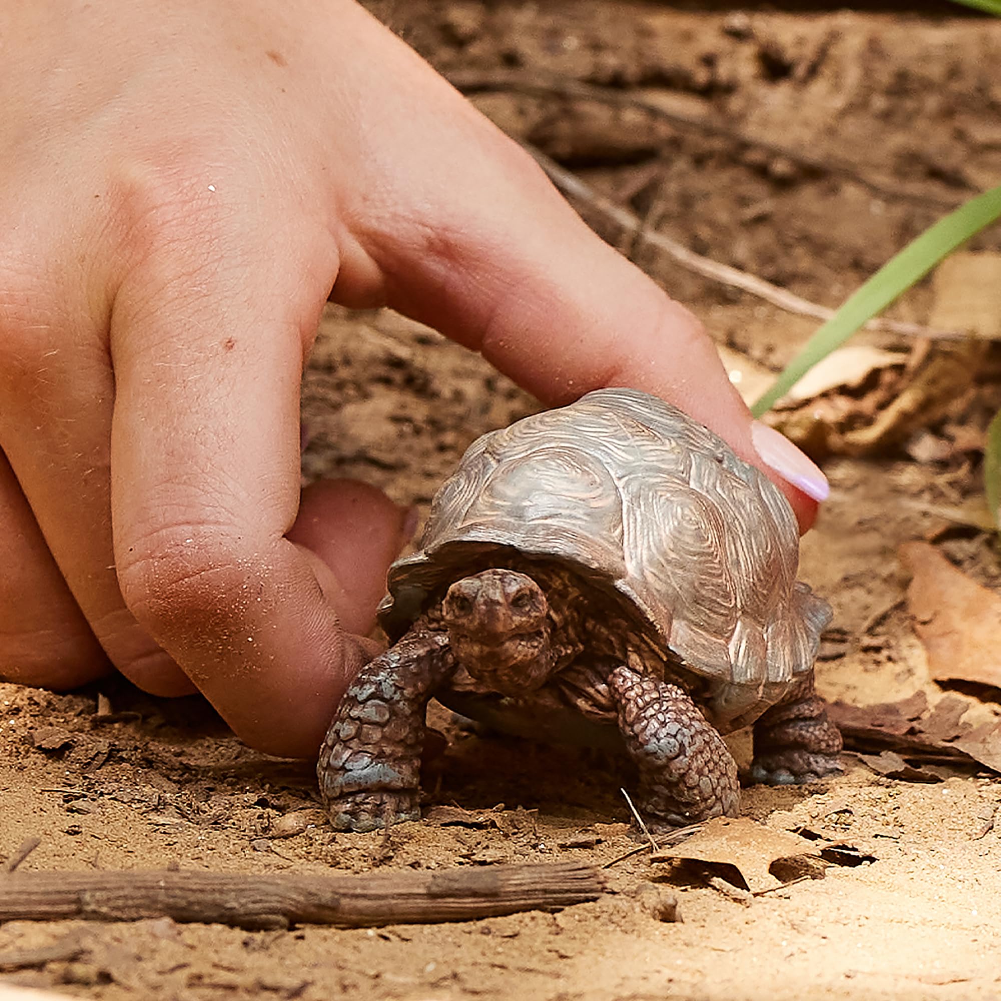 Schleich 14824 Giant Tortoise Wildlife Animal Figure - Educational Play for Toddlers & Kids 5