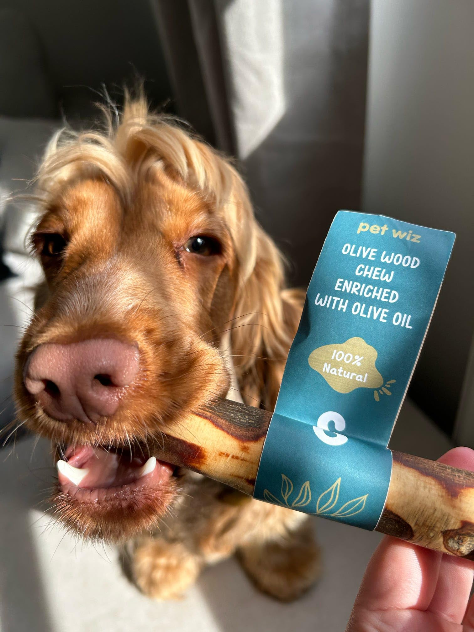 pet wiz Olive Wood Dog Chew Toy - Oral Hygiene & Mental Stimulation | Large Size