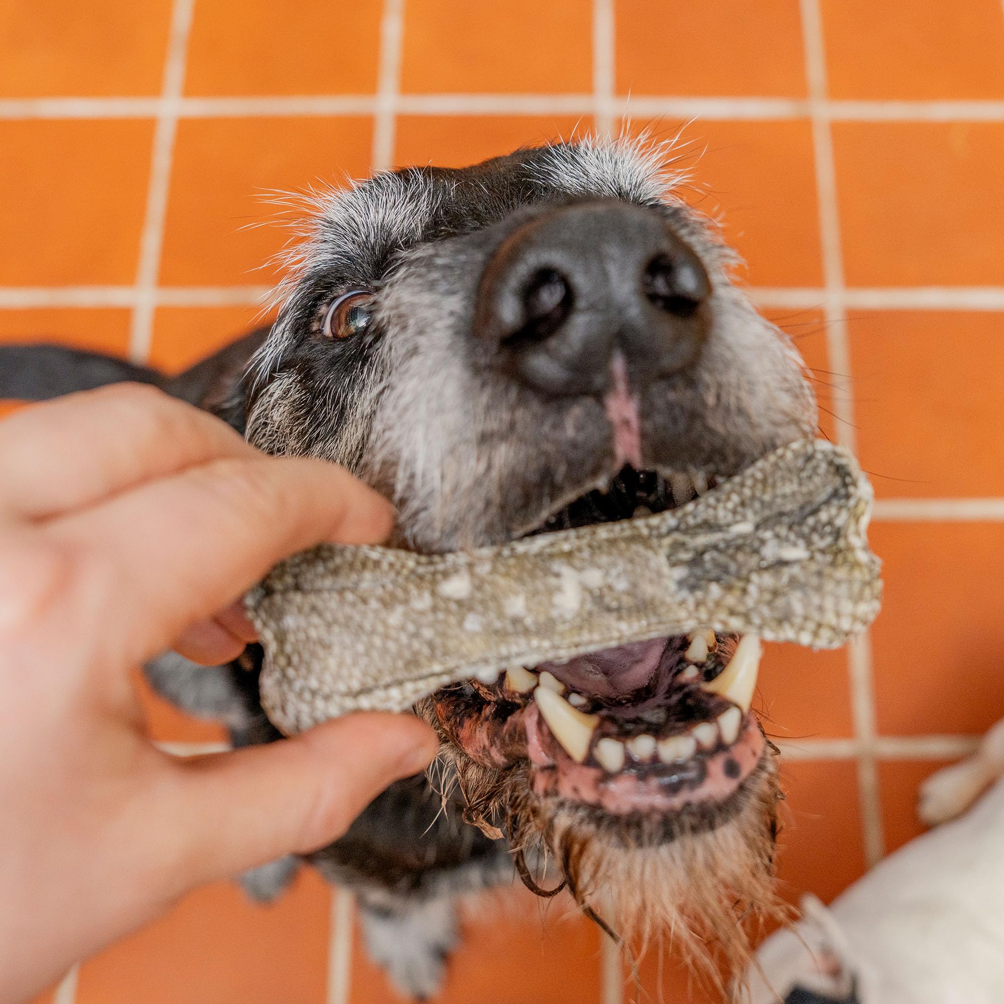 Pooch & Mutt Digestive Support Fish Chews - Long Lasting Cod Skin Sticks for Adult Dogs | 90g Pouch 3
