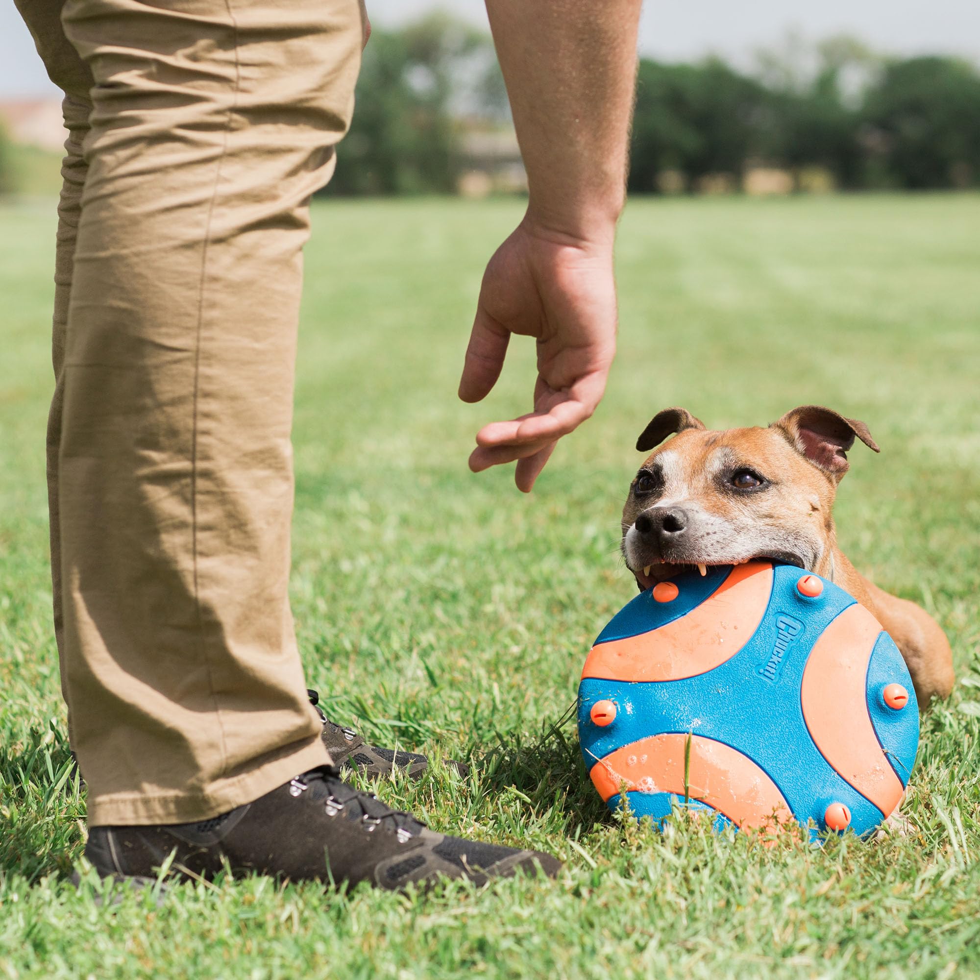 Chuckit! WHISTLE FLYER - High Visibility Multi-Color Dog Frisbee | Durable Rubber | Lightweight 5
