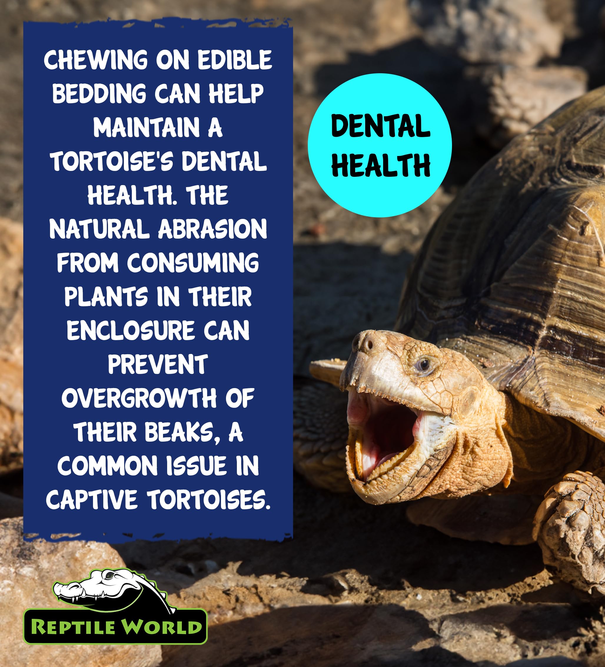 Reptile World Edible Tortoise Bedding - 10L Bag | Natural Grass & Flowers | All Life Stages 6