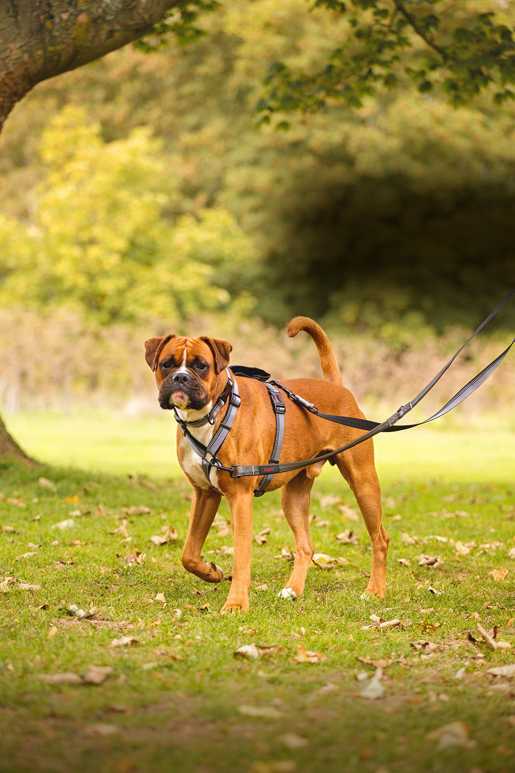 Halti Double-Ended Lead for Dogs - Hands Free Capable | Size Small (2m) | Purple 3