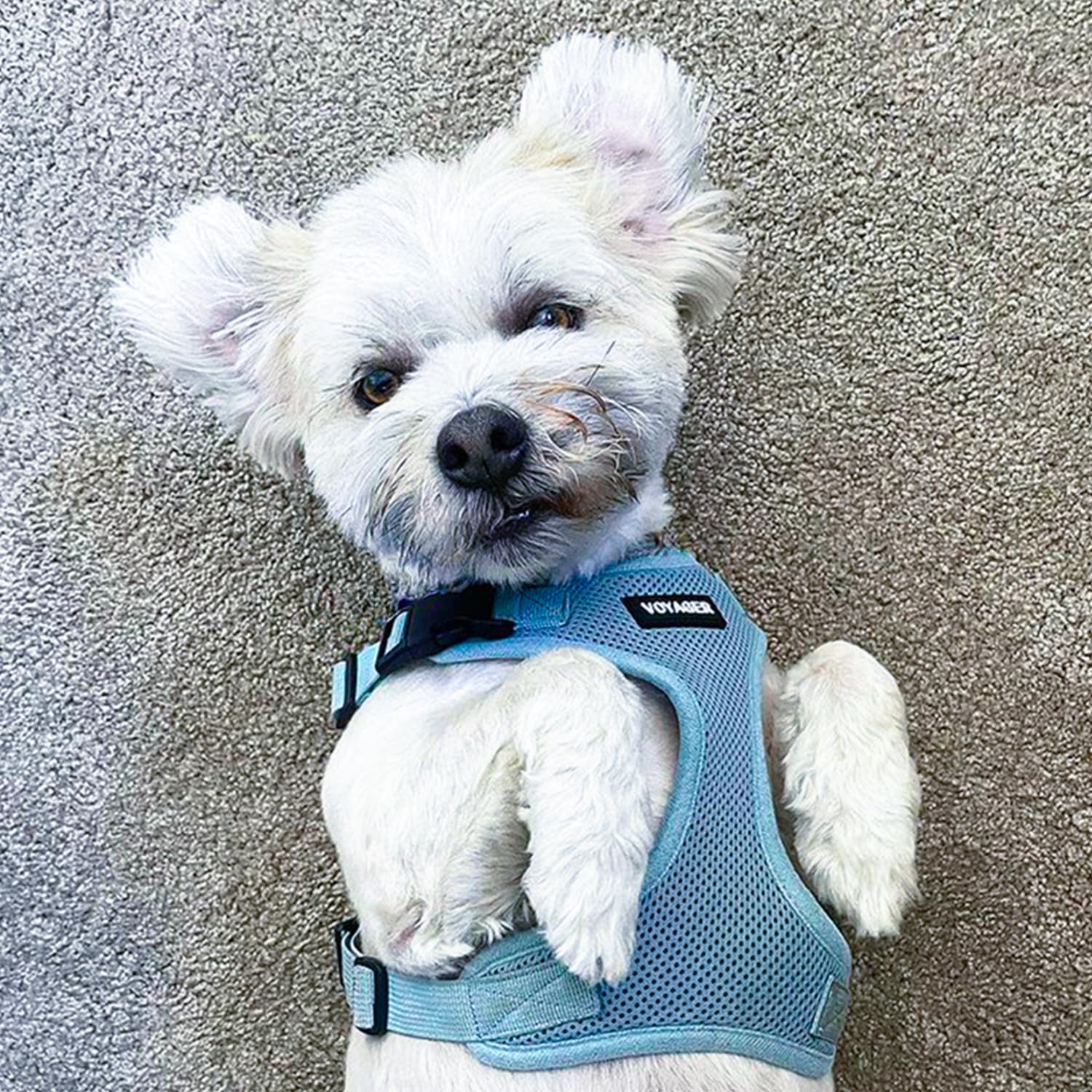 Best Pet Supplies Voyager Step-in Lock Pet Harness - All Weather Mesh, Adjustable, Baby Blue, Size M 9