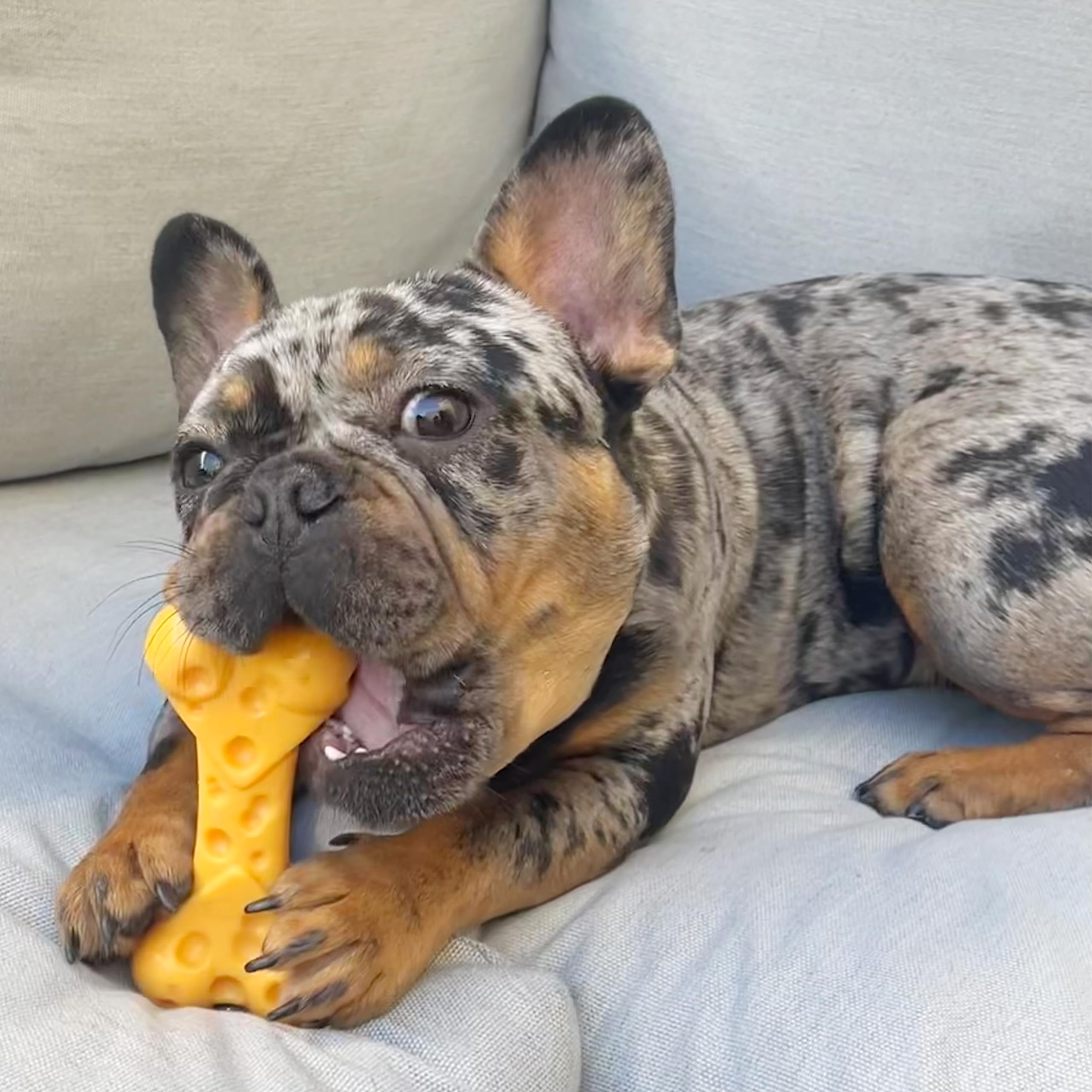 Nylabone Extreme Tough Dog Chew Toy - Beef Flavor, Medium (Up to 16 kg) 14