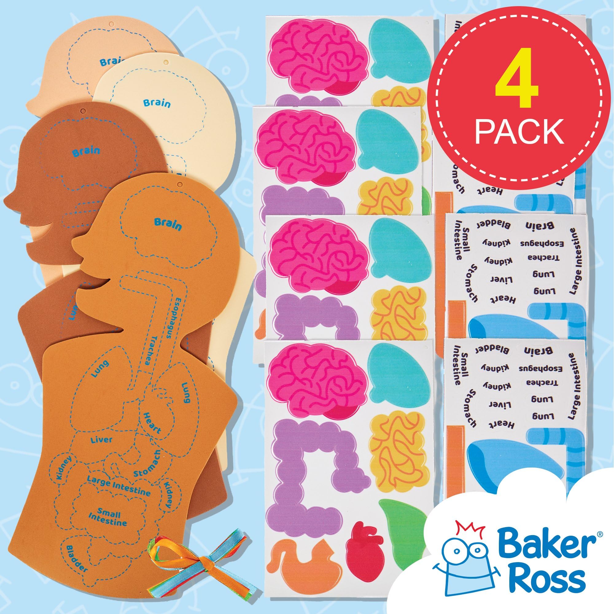 Baker Ross Human Body Kit - STEM Learning Aid for Anatomy, Pack of 4 | Self-Adhesive Foam | 31.5cm Tall