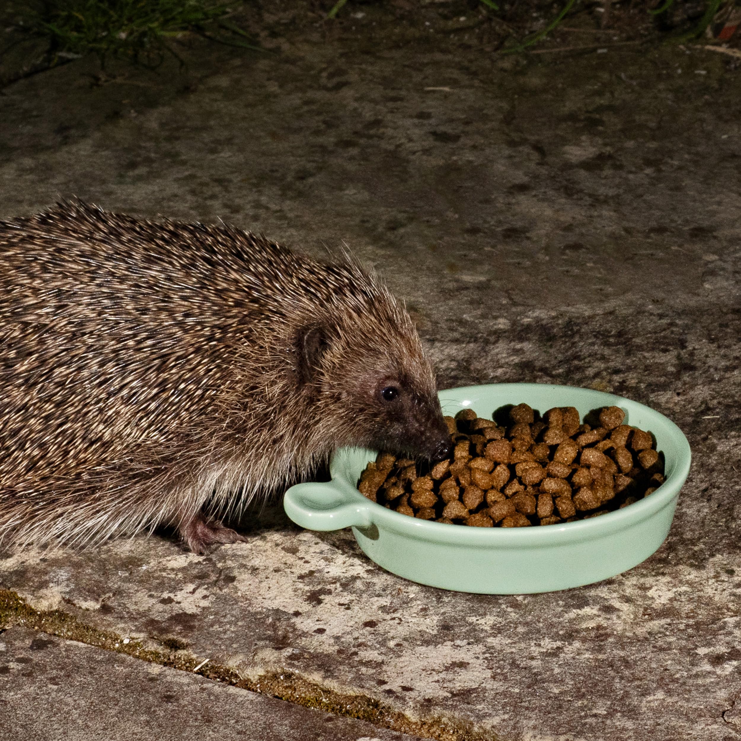 Jacobi Jayne Ceramic Hedgehog Food Bowl - Pastel Green Glaze | Weather-Resistant | 125mm 6