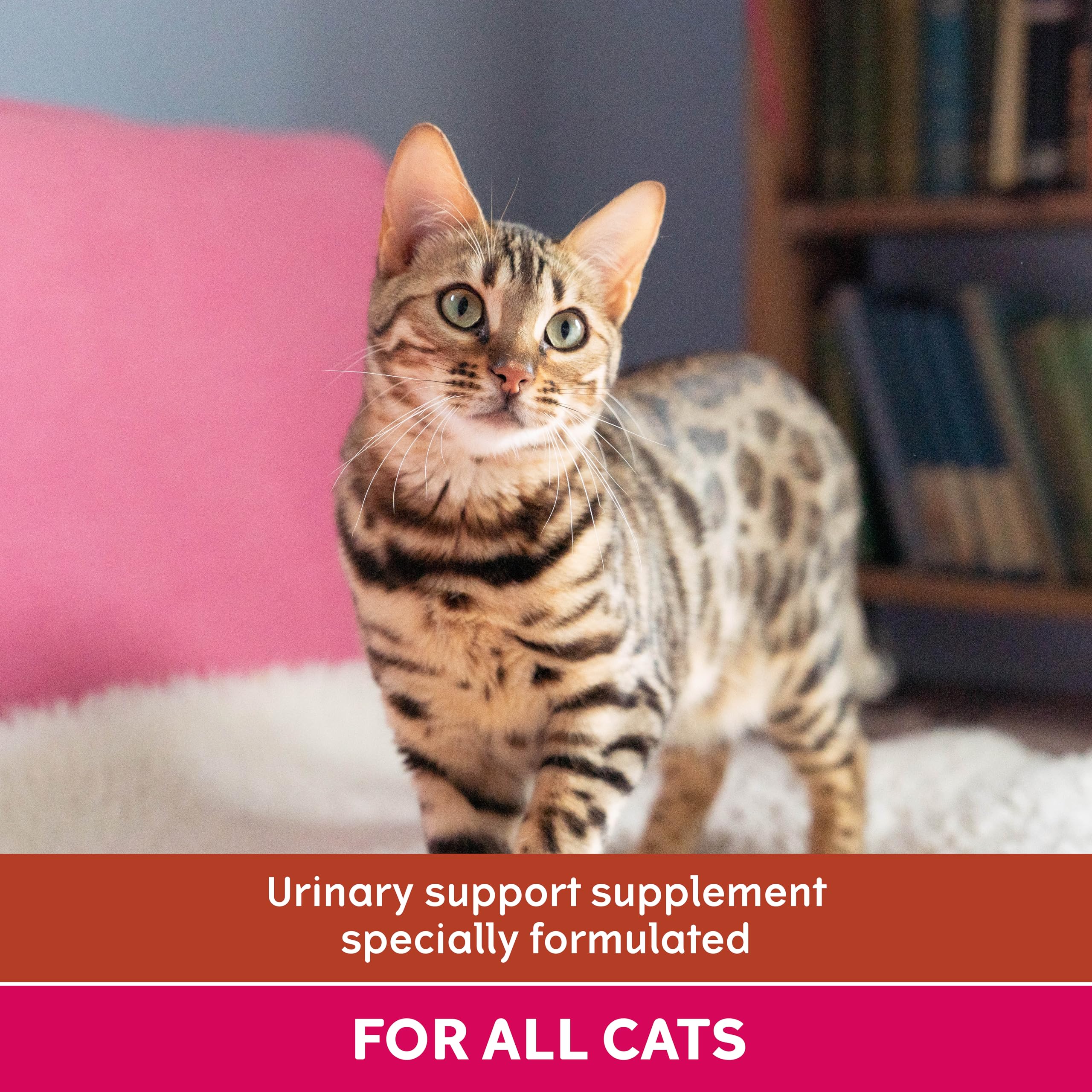 YuMOVE Urinary Care Supplements for Adult Cats - 30 Capsules, Pumpkin Flavor 3