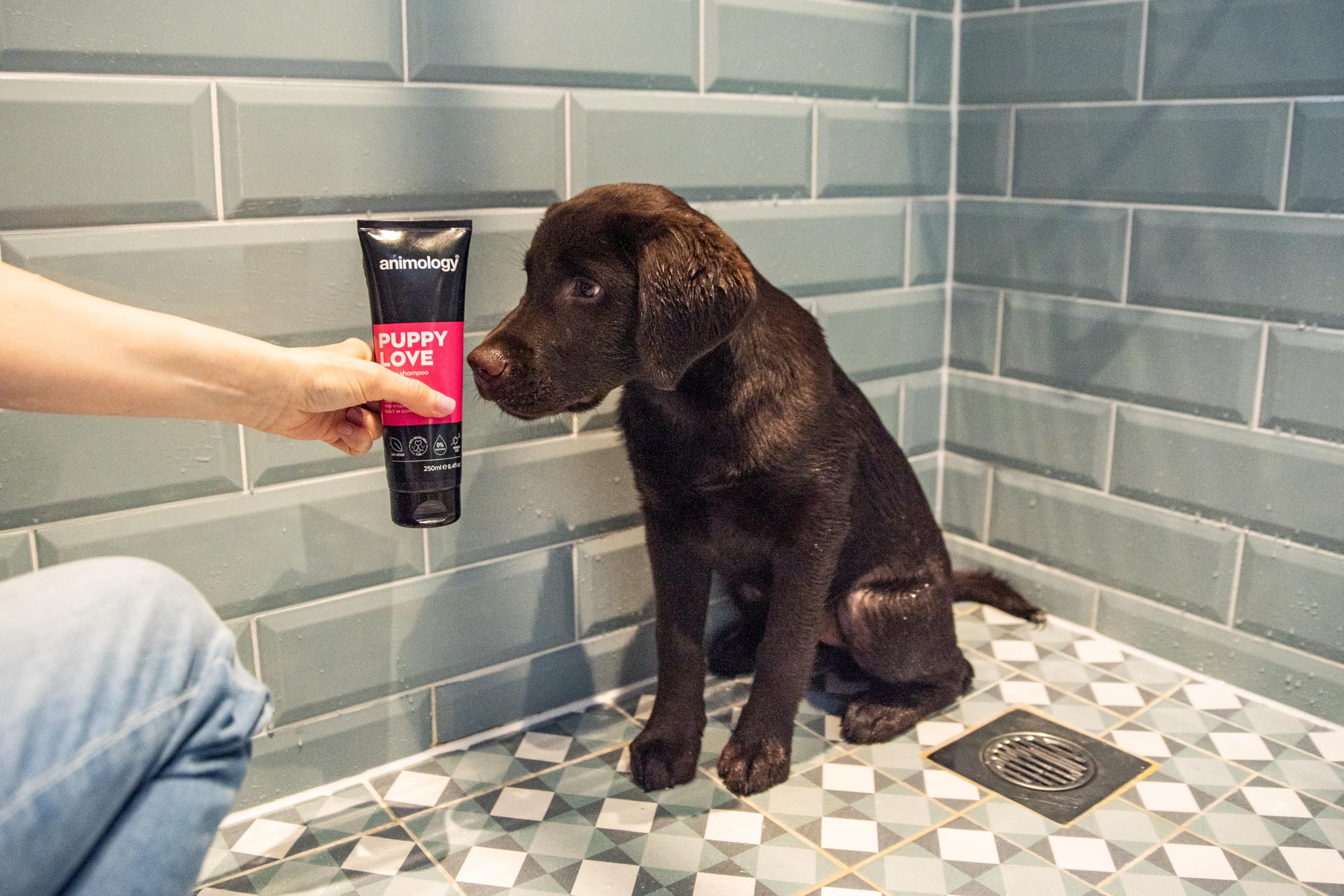 Animology Puppy Love Mild Dog Shampoo - pH Balanced, Pro-Vitamin B5, 250 ml 5