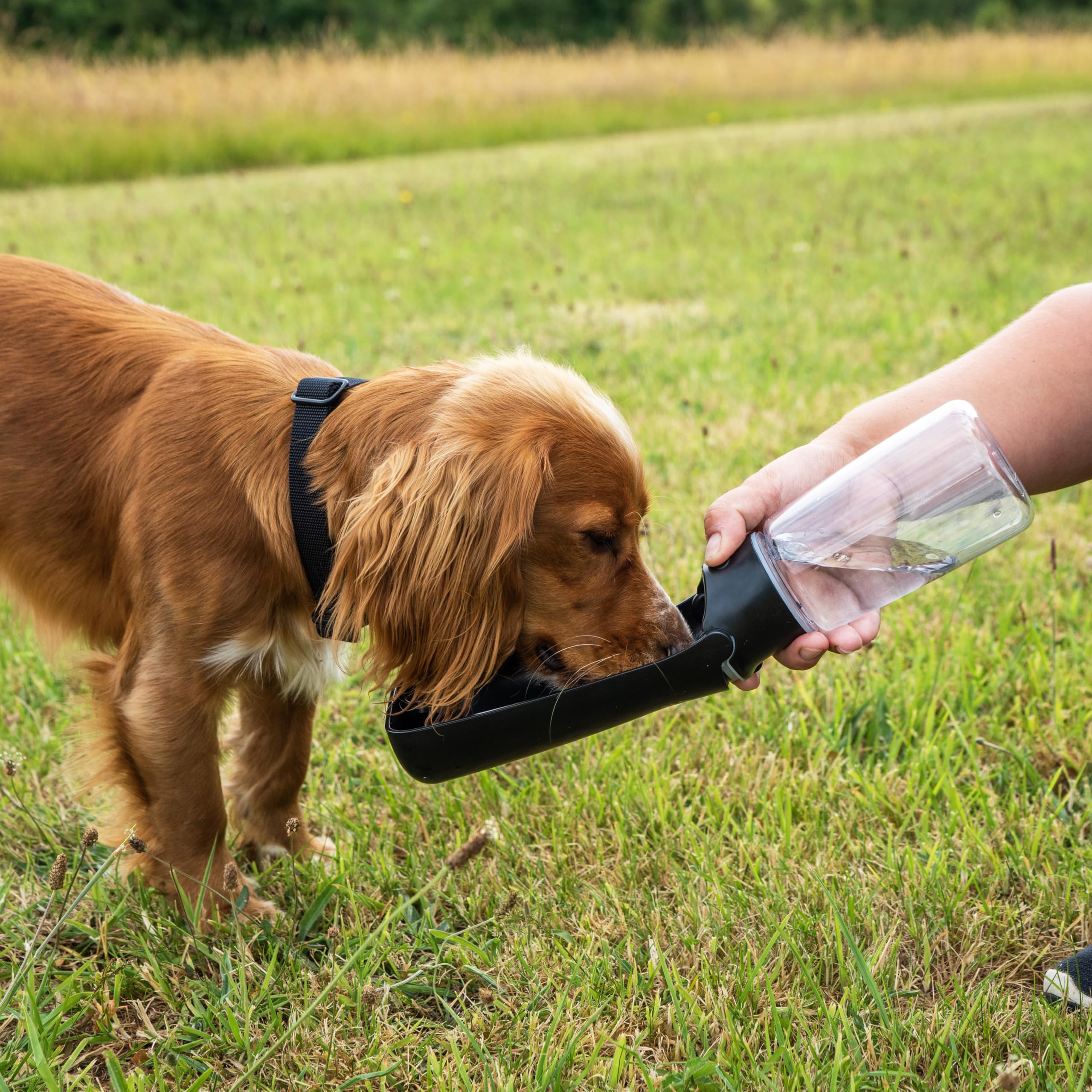 Mountain Paws Folding Dog Water Bottle - 550ml Capacity | BPA-Free | Leak Proof 3