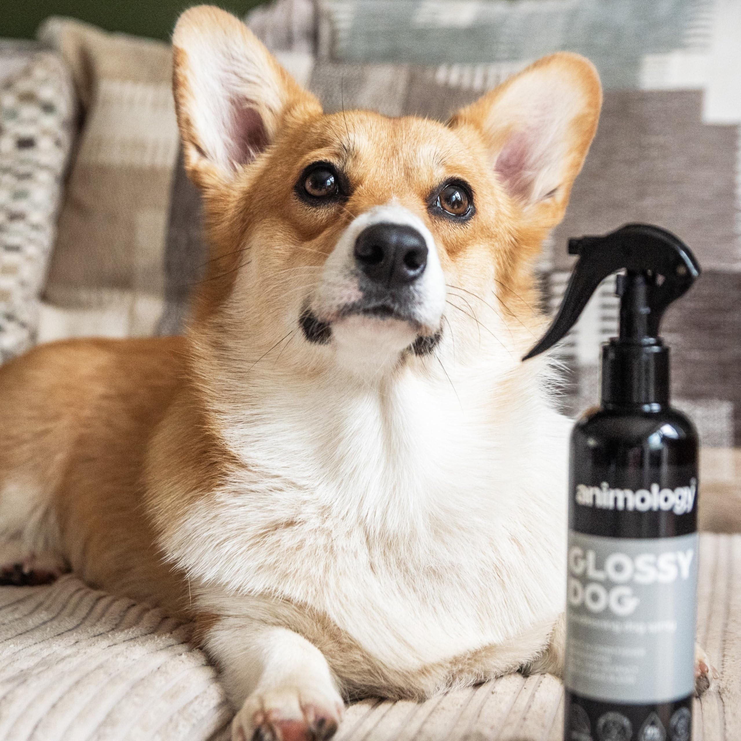 Animology Glossy Dog Conditioning Spray - Vitamin Enriched Aloe Vera | No-Rinse | 250 ml 3